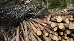 SAK: Metsäteollisuuden irtiotto vaikuttaa harkitsemattomalta