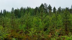 Käytännönläheinen työopas metsänhoitotöihin